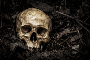 Darkness theme of loneliness and death is Truth of Life. human skull in cemetery on the pile carcass plant and dry leaves on dark background which has dim light and copy space.
